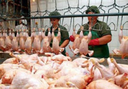 Россия нашла вредные бактерии в украинской курятине