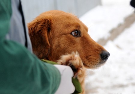 Австрийцы хотели стерилизовать бездомных собак в Харькове