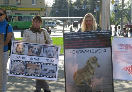 Харьковчан пугают фотографиями собак, убитых десять лет назад в Югославии