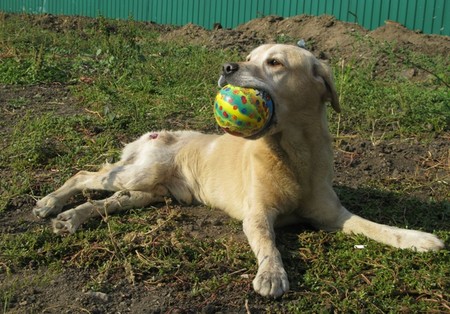 В харьковском приюте для бездомных животных лечат собак (ФОТО)