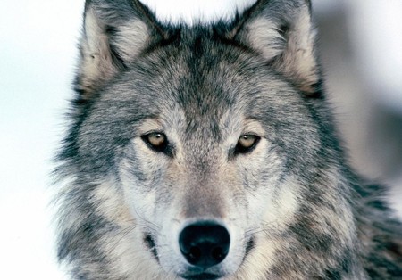 Волки угрожают украинским городам