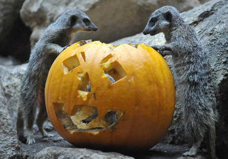 Хэллоуин в Харьковском зоопарке: выставка ночных животных и тыквы в вольерах