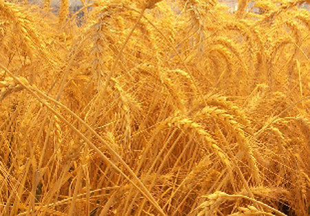 Украина полностью прекращает вывоз пшеницы за кордон