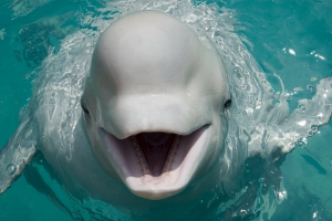 В Харьковском дельфинарии новая программа с белым китом