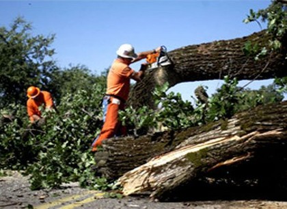 Под Змиевом незаконно вырубили десятки деревьев
