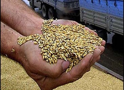 Запрет на экспорт украинской пшеницы пока вводиться не будет