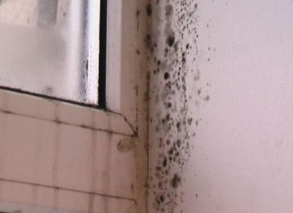 Грибок и плесень могут появиться в квартирах из-за стеклопакетов (СЭС)