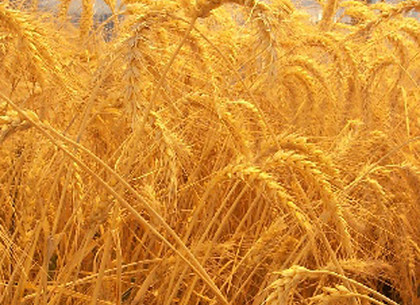 Кабмин разрешил зернотрейдерам экспортировать 5.5 миллиона тонн пшеницы
