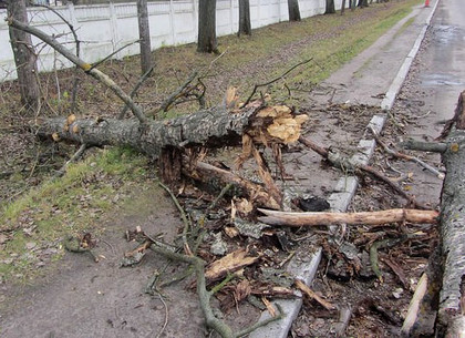 Стихия в Харькове: на улицах и в парках упало 18 деревьев