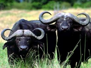 Индия накормит Украину буйволиным мясом