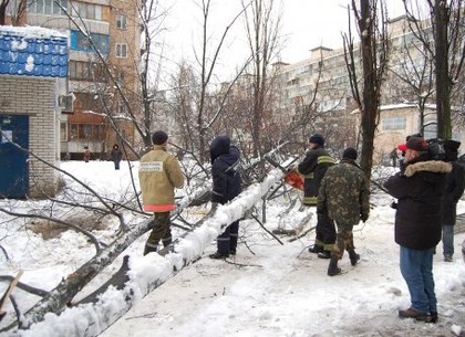 Падающие деревья калечат людей в Киеве