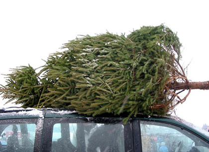 Происхождение купленной новогодней елки можно узнать в Интернете