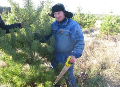 Новогодние елки уже срублены и скоро приедут в Харьков (ФОТО)