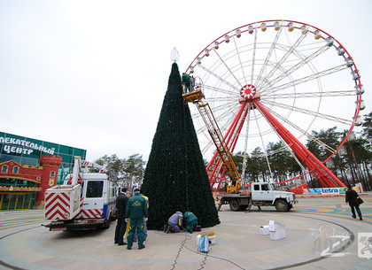 В Харькове незаконно торгуют новогодними елками