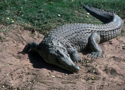 Харьковские таможенники нашли в иномарке крокодила