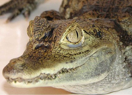 В Харьковском зоопарке спасают изъятого на границе крокодила