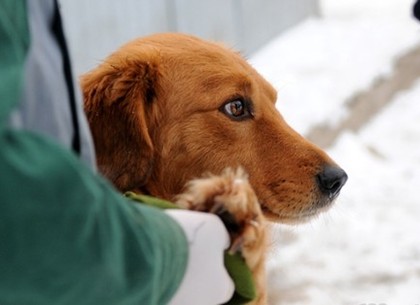 Британцы пересчитают всех бродячих собак в Харькове (ФОТО)