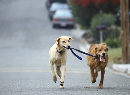 На харьковчан, чьи собаки гуляют сами по себе, составляют админпротоколы