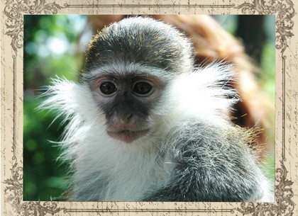 В Харьковском зоопарке пройдет обезьяний праздник
