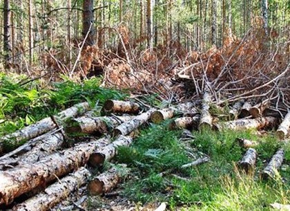 Жители Харьковщины стали меньше рубить лес на дрова