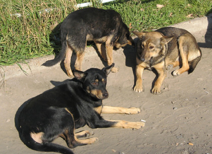 Британцы пересчитали всех бродячих собак в Харькове