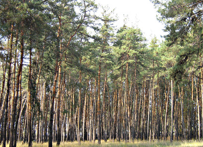 Судьба соснового леса под Харьковом (ФОТО, Документы)