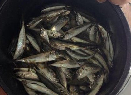 Добкину удалась черноморская рыбалка (ФОТО)
