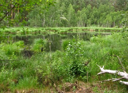 Элитный лес под Харьковом чиновник собрался отдать за бесценок