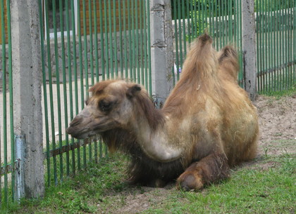 В Харьковском зоопарке появился горбатый обитатель