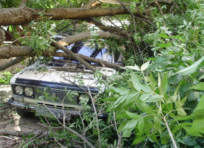 В центре Харькова рухнувшее дерево раздавило два автомобиля (ФОТО)