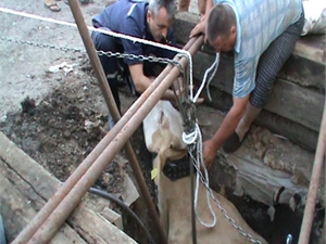 На Харьковщине корова упала в колодец: вытаскивали всем миром (ВИДЕО)