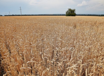 Рекордный урожай зерновых ожидают на Харьковщине