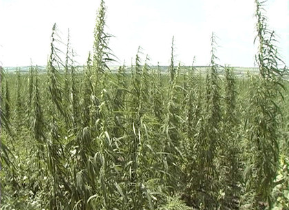 Гигантское поле с миллионами кустов конопли нашли на Харьковщине (ФОТО)