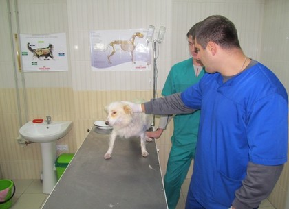 В Украине создали службу спасения животных