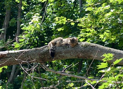 Из зоопарка «Аллюръ» сбежала дикая кошка и залезла на дерево (ФОТО)