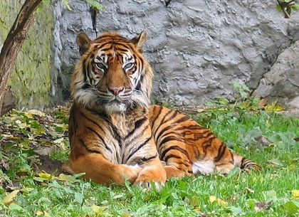 Тигриный праздник отметят в Харьковском зоопарке