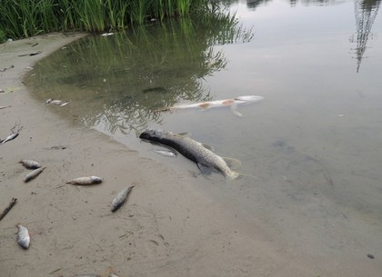 В харьковской реке Уды – очередной мор рыбы (Комментарий экоинспекции, ФОТО)
