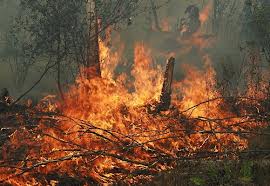 Десятки гектаров леса сгорели на Харьковщине