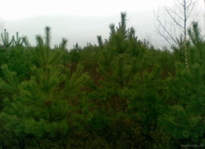 Готовь елки с весны: лесники обещают, что новогодних деревьев хватит на всех