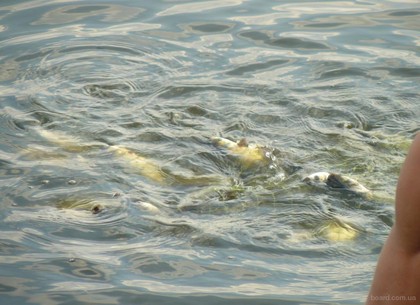Сотни тысяч рыб выпустят в Печенежское водохранилище