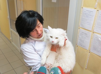 Забрать кошку из харьковского приюта можно будет практически даром (ФОТО)