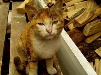 Пожар в Песочине: спасатель выживет, на пепелище ждет хозяина обожженный кот