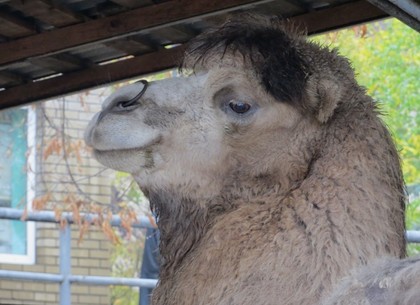 В Лесопарке нашли едва живого верблюда. Его спасают в зоопарке (ФОТО)