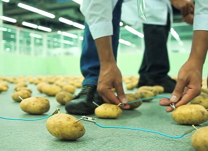 Картофель – источник электричества. Доказано учеными