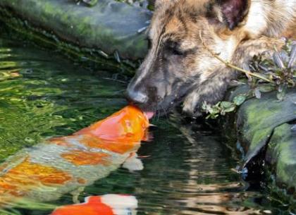 Пес и рыба поцеловались. Причем – неоднократно!