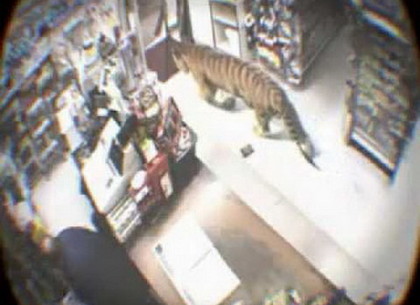 Тигр прошелся по работающему супермаркету