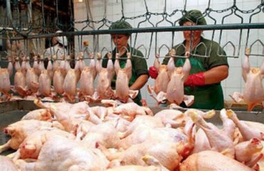 Таможенный союз отказался от курятины крупнейшей птицефабрики Украины