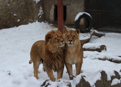 Харьковский зоопарк зимой