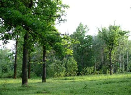 Чиновники «разбазарили» 25 гектаров леса на Харьковщине