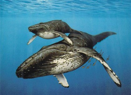 Сегодня, 19 февраля, именины у Кристины и день защиты китов